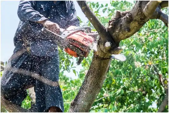 tree services San Saba